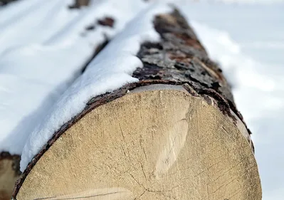 sawmill