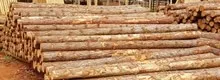 Logs
