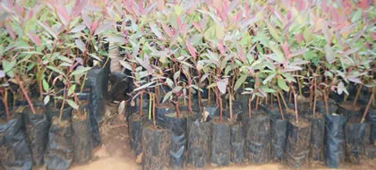 eucalyptus seedlings