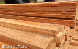 eucalyptus-timber