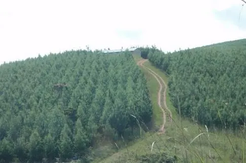 Eucalyptus