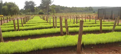 pine seedlings
