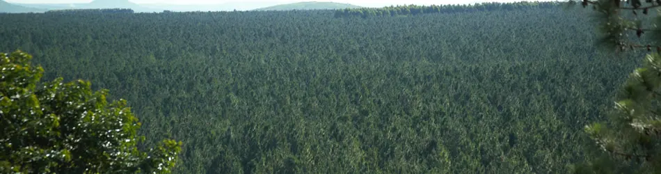 Pine