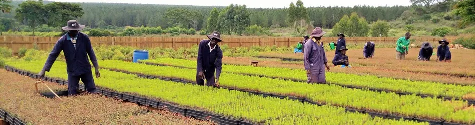 Pine seedlings