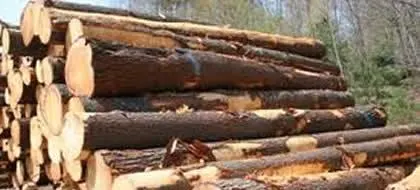 wood logs